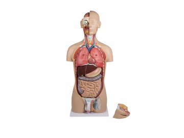 Anatomi "Torso med öppen rygg, 27-delar, två-könad"