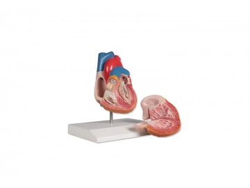 Anatomi "Hjärtmodell, naturlig storlek, 2-delar"