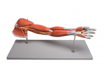 Anatomi "Arm-muskler, 7-delar"