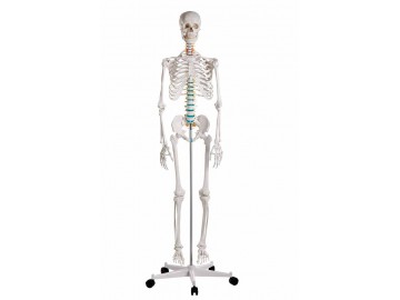 Didactic Skeleton Oscar