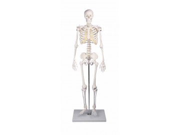 Miniature Skeleton Tom