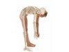 Skeleton Hugo With Movable Spine