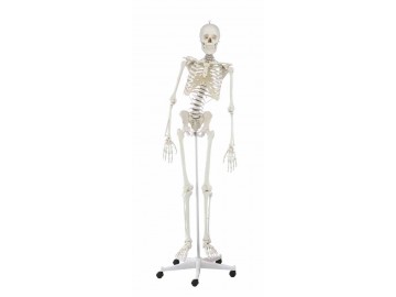 Skeleton Hugo With Movable Spine