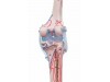 Skeleton Max With Movable Spine Muscle Markings And Ligaments