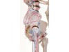 Skeleton Max With Movable Spine Muscle Markings And Ligaments