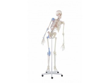Skeleton Max With Movable Spine Muscle Markings And Ligaments