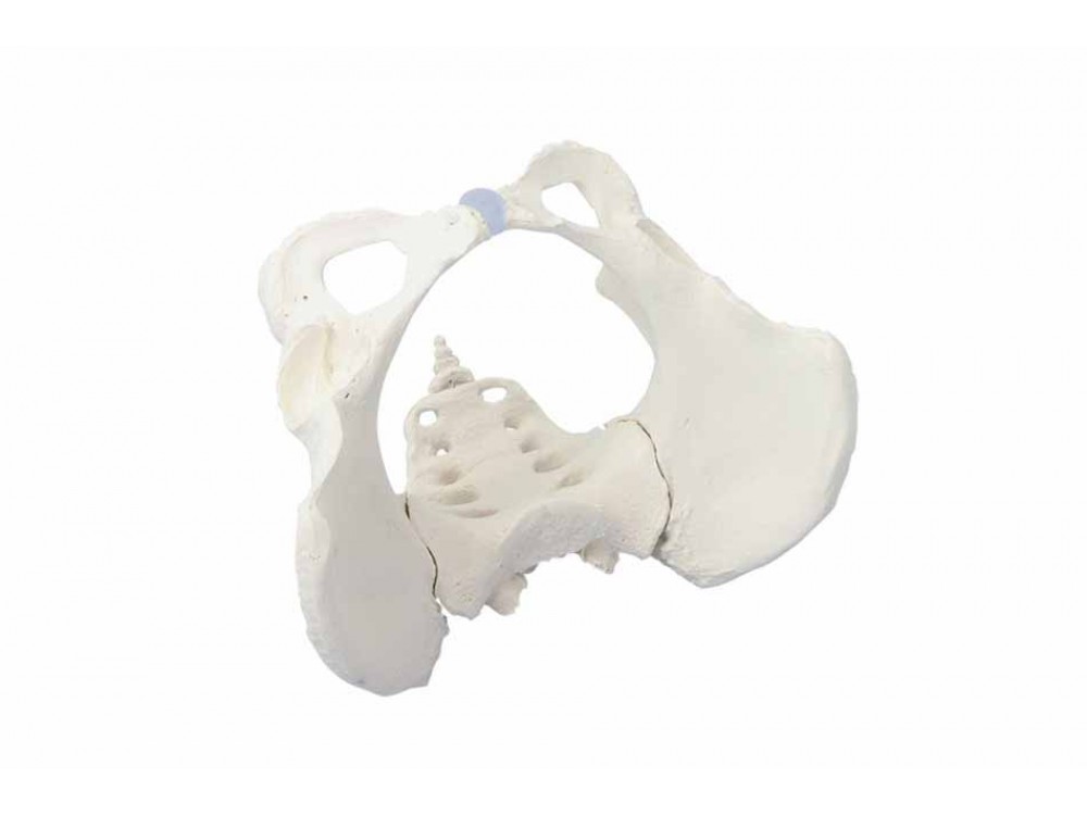Female Pelvis With Sacrum