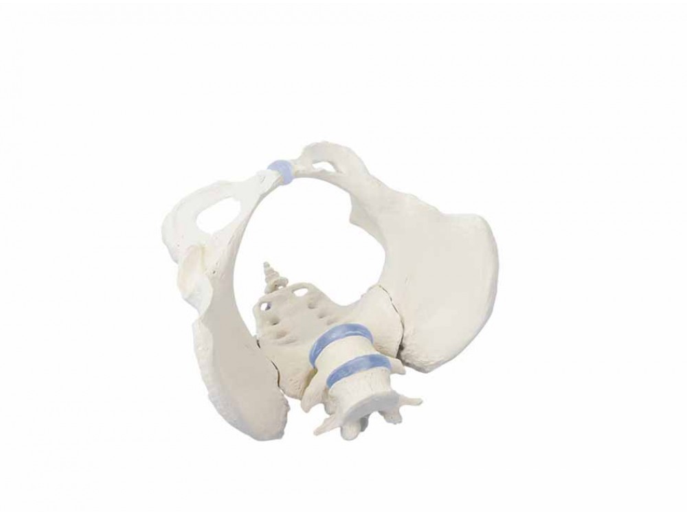 Female Pelvis With Sacrum And 2-Lumbar Vertebrae