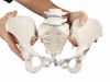 Female Pelvis With 2-Lumbar Vertebrae Flexible Mounted