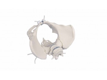 Female Pelvis With 2-Lumbar Vertebrae Flexible Mounted