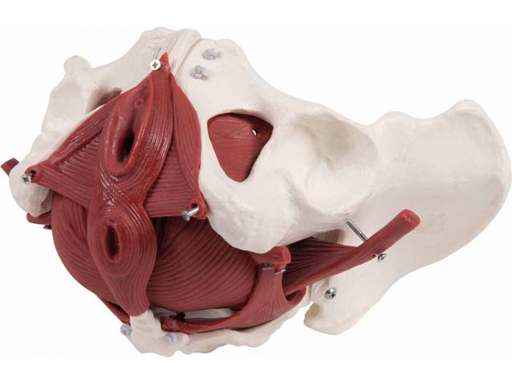 Female Pelvic Floor Model 12-Parts