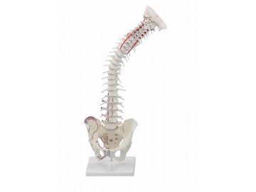 Vertebral Column With Pelvis Muscle Markings And Stand