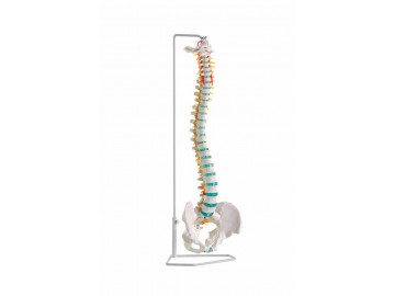 Flexible Vertebral Column