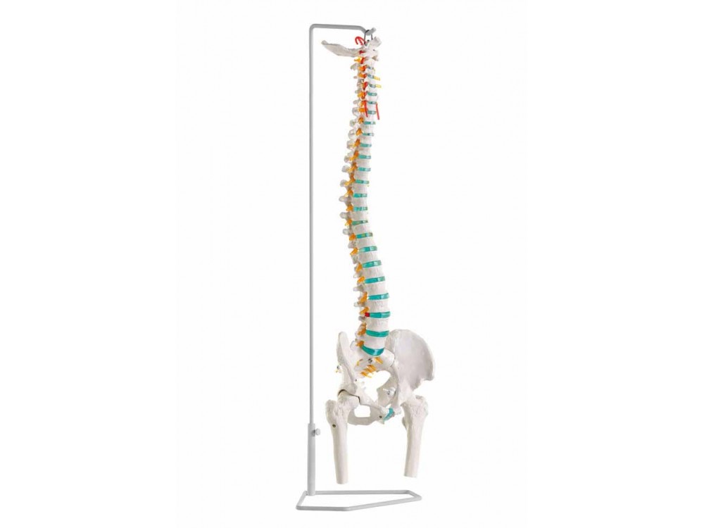 Flexible Vertebral Column With Femur Eeads