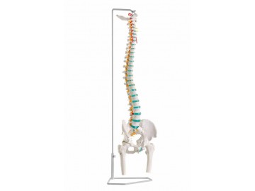 Flexible Vertebral Column With Femur Eeads