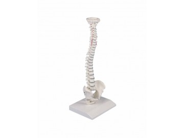 Miniature Spinal Column