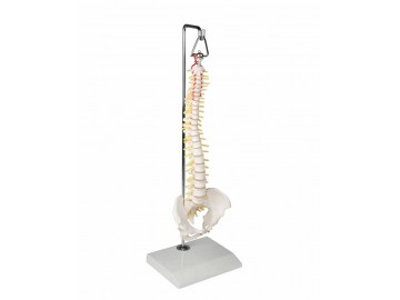 Miniature Spinal Column On Hanging Stand