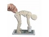 Demonstration Figure correct And Wrong Lifting