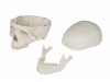 Skull Model 3-parts