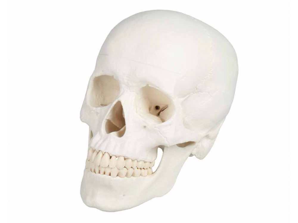 Skull Model 3-parts