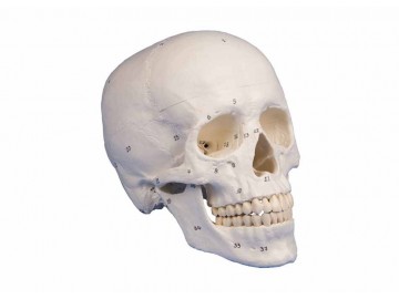 Skull Model 3-part Numbered