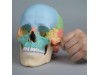 Osteopathic Skull Model 22-part Didactical Version