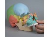 Osteopathic Skull Model 22-part Didactical Version