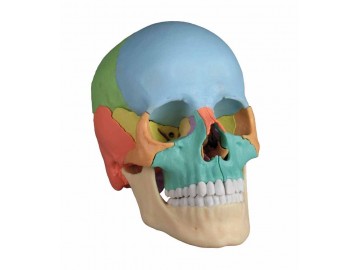 Osteopathic Skull Model 22-part Didactical Version