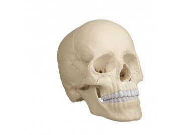 Osteopathic Skull Model 22-part Anatomical Version