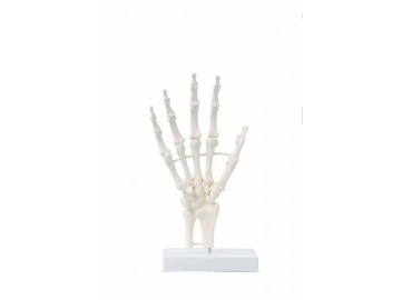 Hand Skeleton Block Model