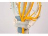 Hand With Tendons Nerves And Carpal Tunnel