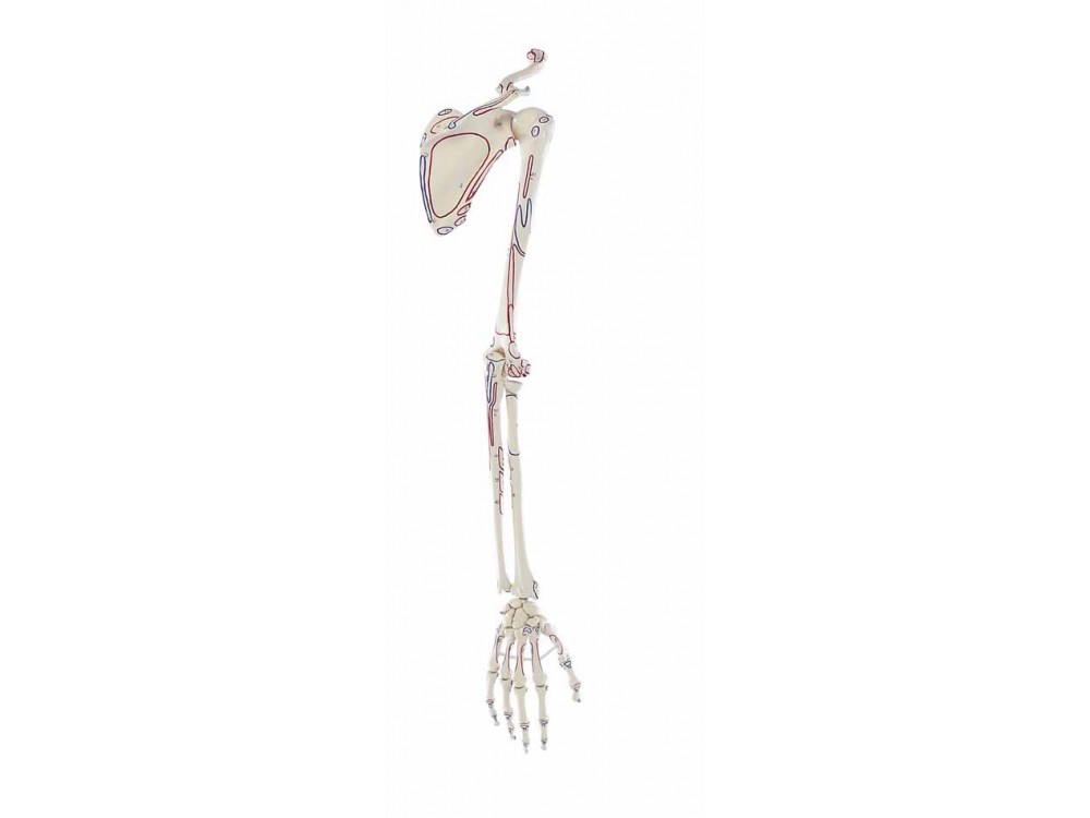 Skeleton Of Arm With Shoulder Girdle And Muscle Marking