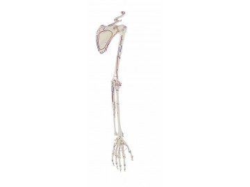 Skeleton Of Arm With Shoulder Girdle And Muscle Marking