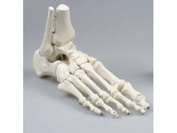 Skeleton Of Foot With Tibia And Fibula Insertion