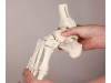 Skeleton Of Foot With Tibia And Fibula Insertion Flexible