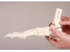 Skeleton Of Foot With Tibia And Fibula Insertion Flexible