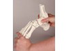 Skeleton Of Foot With Tibia And Fibula Insertion Flexible