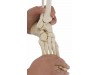 Skeleton Of Foot With Tibia And Fibula Insertion Flexible