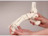 Skeleton Of Foot With Tibia And Fibula Insertion Flexible