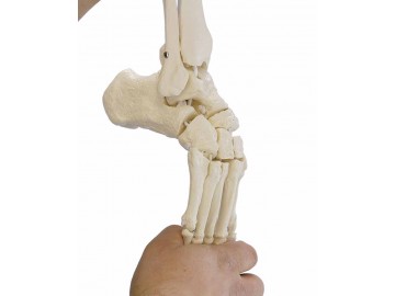 Skeleton Of Foot With Tibia And Fibula Insertion Flexible