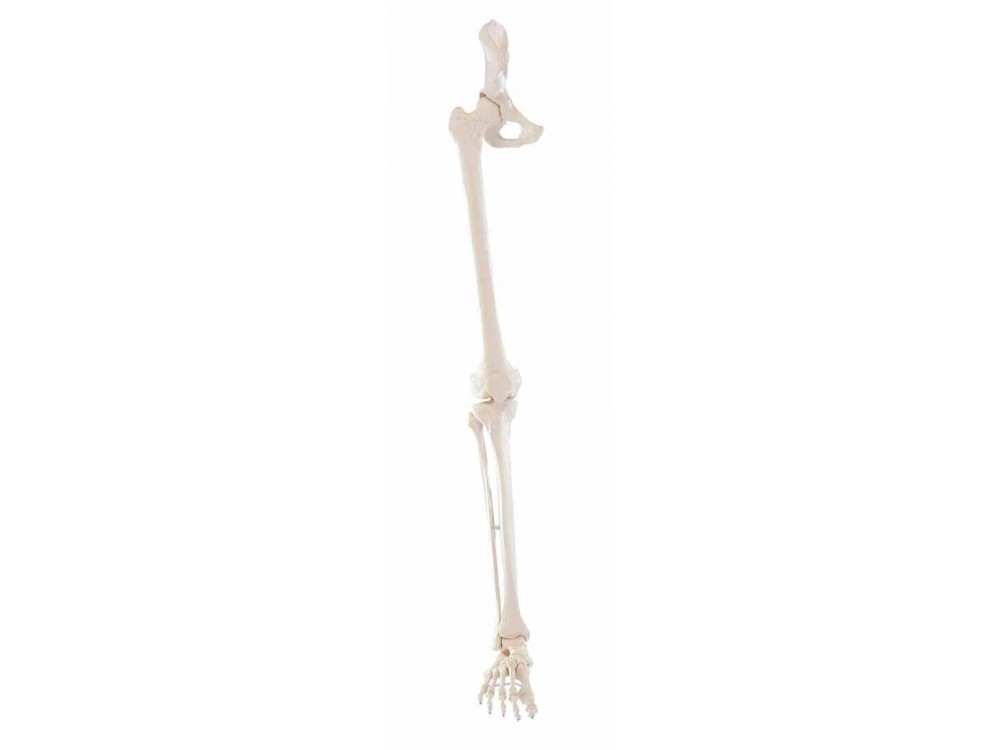 Skeleton Of Leg With Half Pelvis