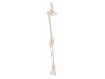 Skeleton Of Leg With Half Pelvis