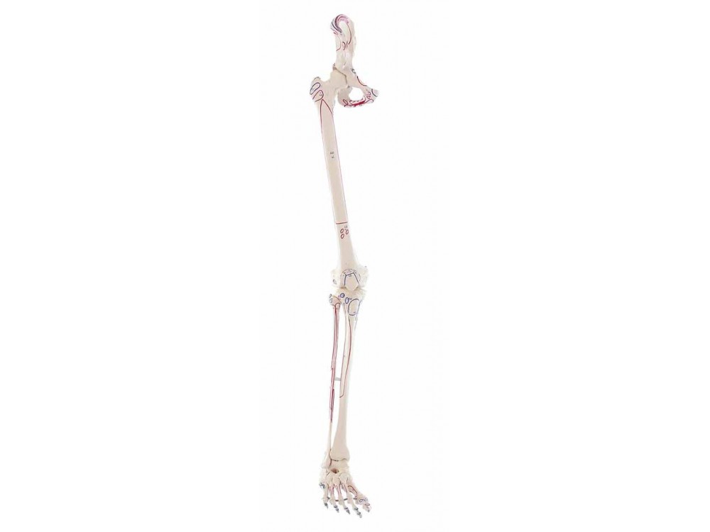 Skeleton Of Leg With Half Pelvis And Muscle Marking