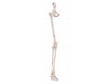 Skeleton Of Leg With Half Pelvis And Muscle Marking