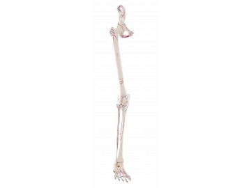 Skeleton Of Leg With Half Pelvis And Muscle Marking