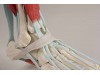 Foot Skeleton With Ligaments