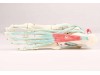 Foot Skeleton With Ligaments