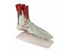 Foot Skeleton With Ligaments