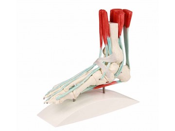 Foot Skeleton With Ligaments