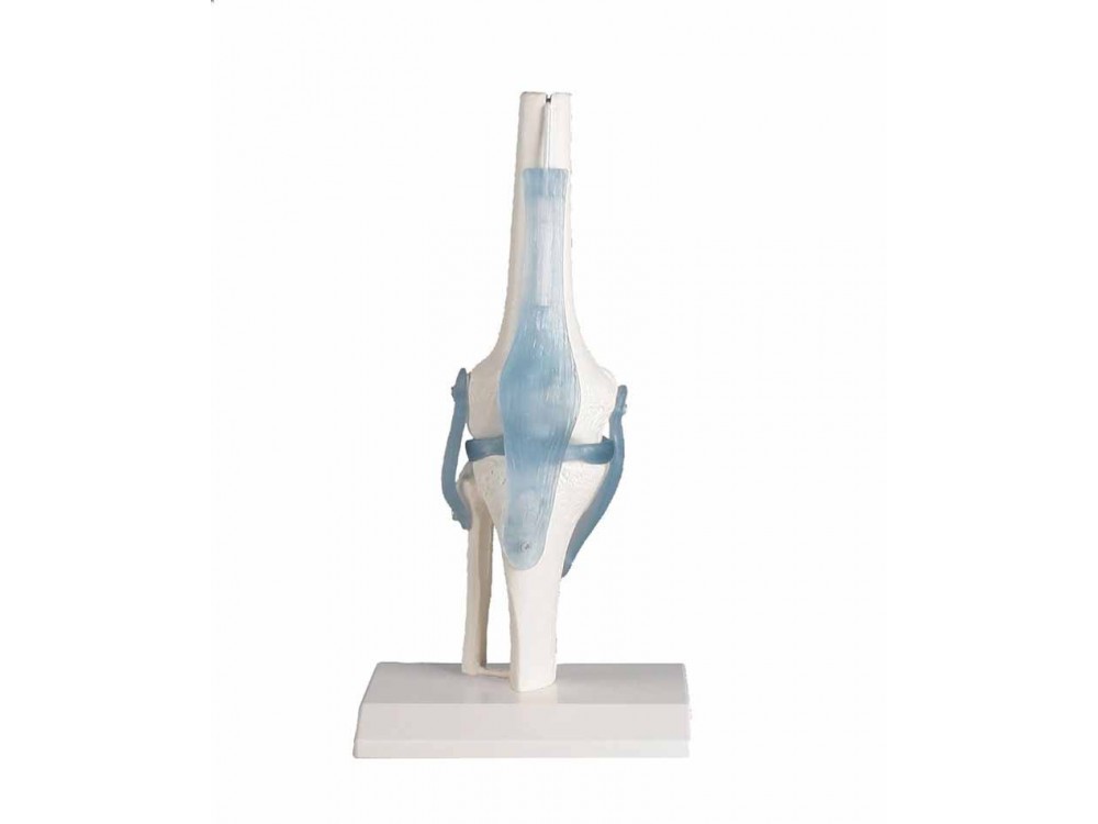 Knee Joint With Ligaments With Stand